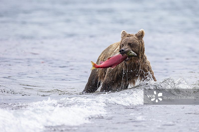 在海里捕食鲑鱼的幼熊图片素材