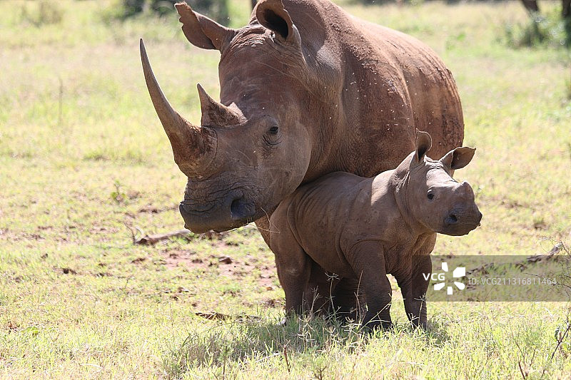 站在肯尼亚草原上的白犀牛侧面照图片素材