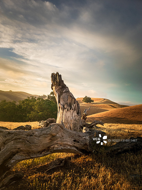 日落时分丹维尔的起伏景观上的倒树图片素材