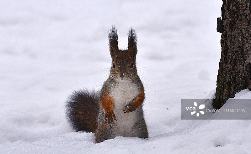 雪覆盖田野的特写图片素材