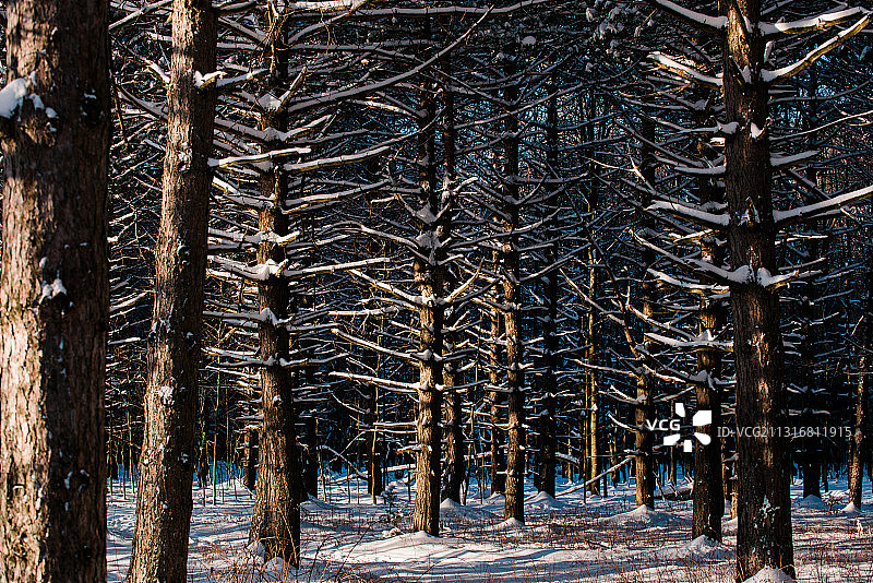 冬季加拿大德拉蒙德维尔森林中的树木图片素材