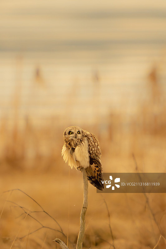 美国华盛顿栖息在田野上的雪鸮特写图片素材