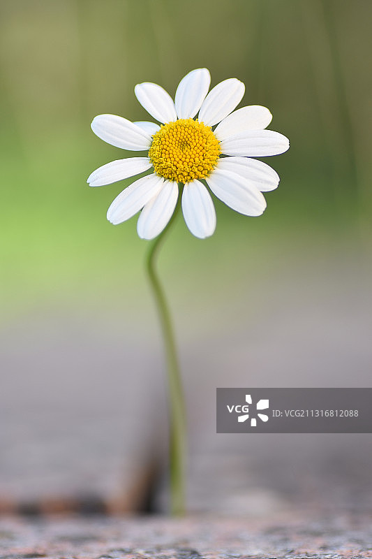 白色雏菊花的特写图片素材