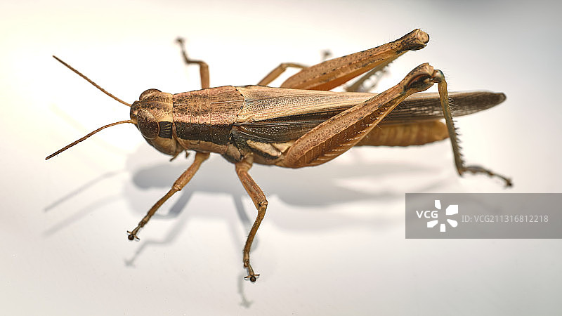 白色背景下的昆虫特写，阿根廷布宜诺斯艾利斯图片素材