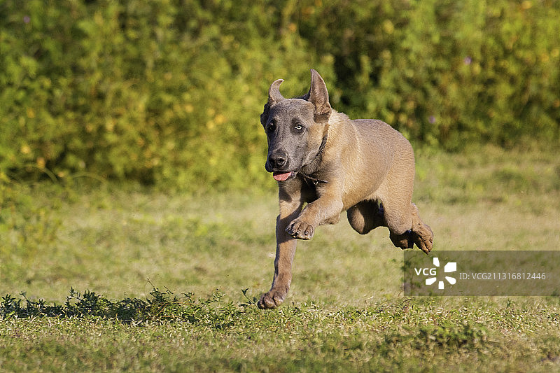 在墨西哥格雷罗州草地上奔跑的狗全身照图片素材