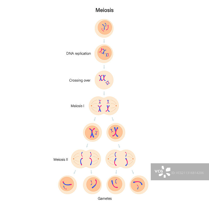 减数分裂细胞分裂图片素材