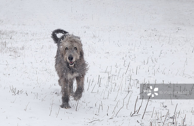 在白雪覆盖的田野上奔跑的爱尔兰猎狼犬 портрет图片素材