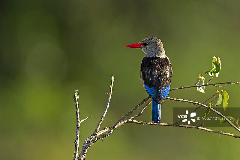 灰色鸟儿栖息在树枝上，肯尼亚马赛马拉国家保护区特写图片素材