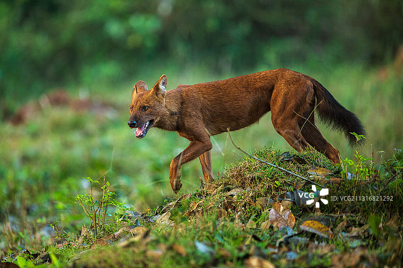印度纳加霍尔国家公园草地上的狐狸图片素材