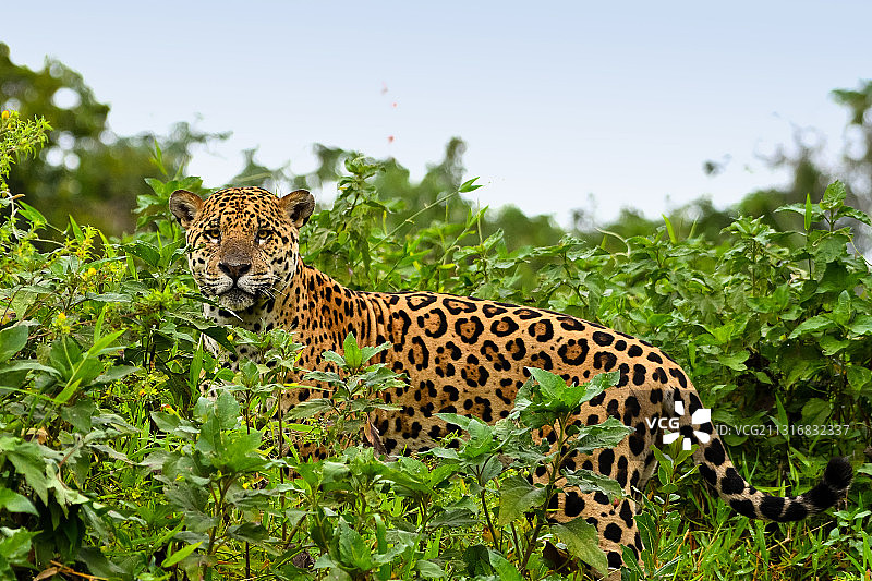 巴西马托格罗索州雅瓜拉潘坦纳尔的野生雄性美洲虎图片素材