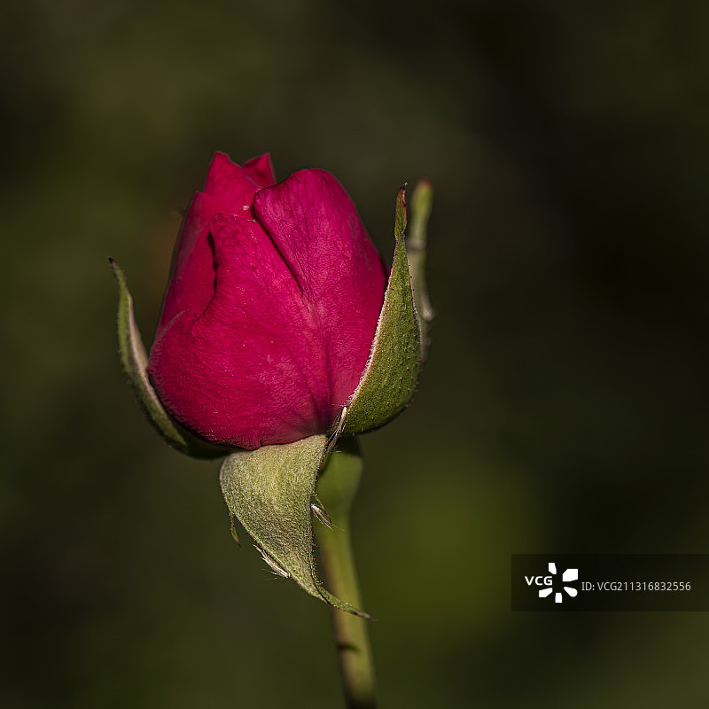 粉色玫瑰花蕾特写图片素材