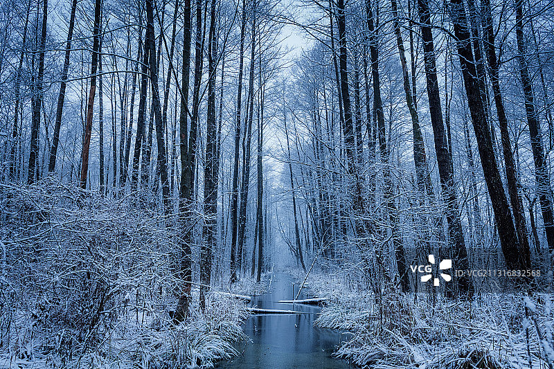 冬季森林的风景图片素材