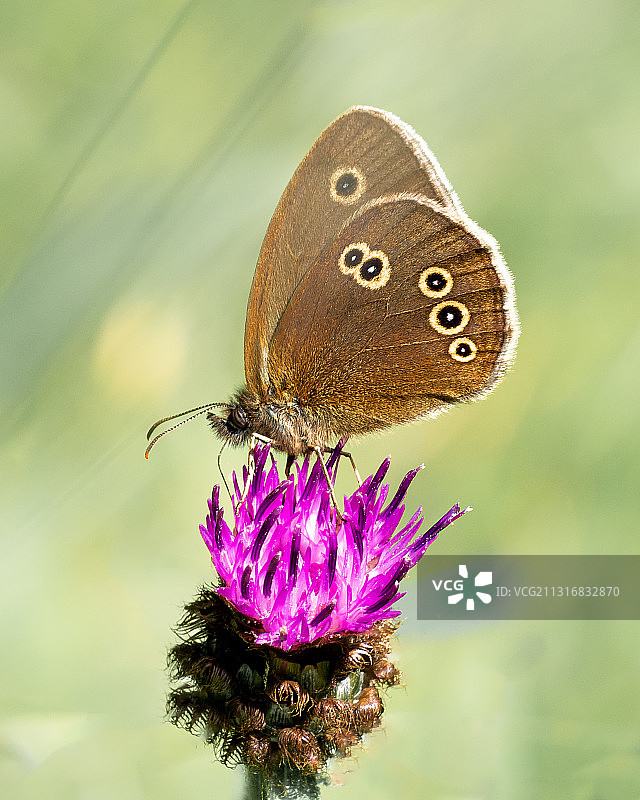 英国西萨塞克斯：蝴蝶在紫色花朵上采蜜特写图片素材