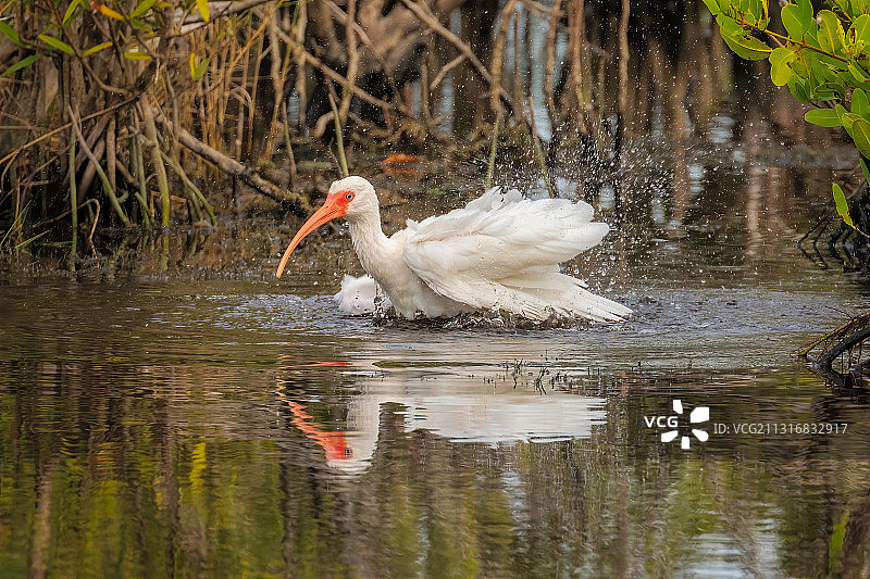 在美国佛罗里达州黑点野生动物保护区湖中游泳的白色天鹅图片素材