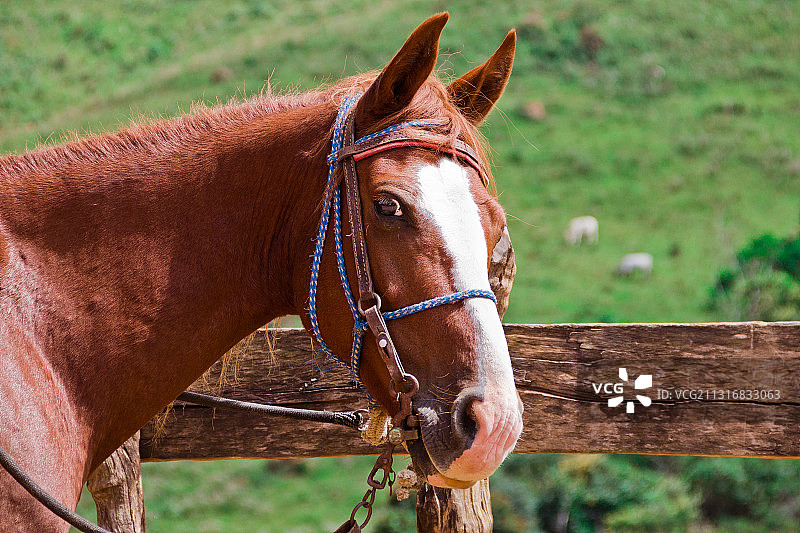 马站在田野上的特写图片素材