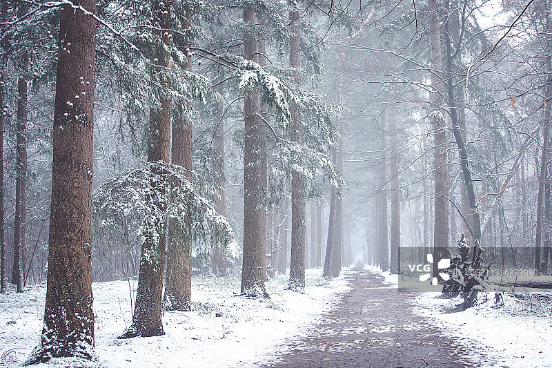 冬季荷兰宰斯特的森林树木图片素材