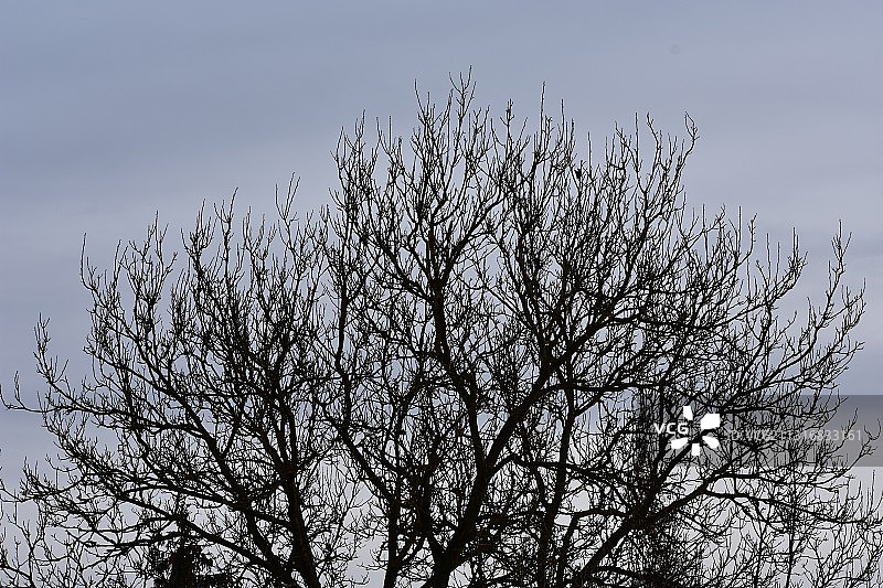 斯洛伐克天空下光秃秃的树木的低角度景观图片素材