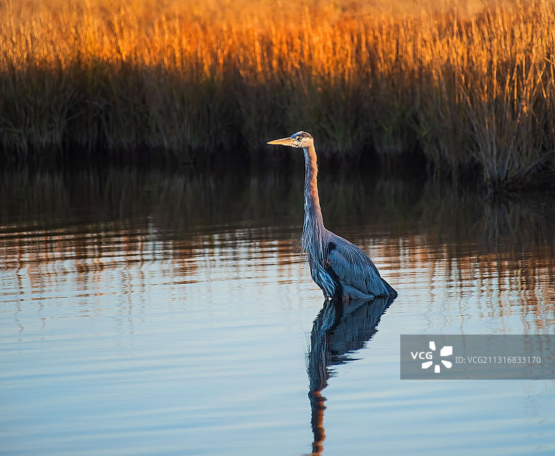 苍鹭，美国南卡罗来纳州基洼岛图片素材