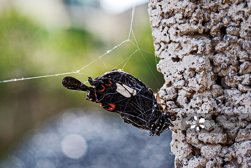 蜘蛛网上的蜘蛛特写图片素材