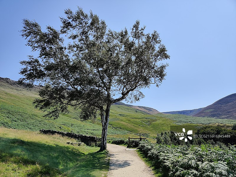 英国格林菲尔德晴空下的田野树木图片素材