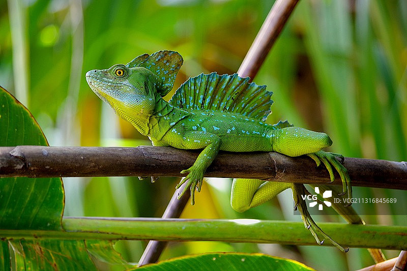 哥斯达黎加树枝上的绿冠蜥特写图片素材