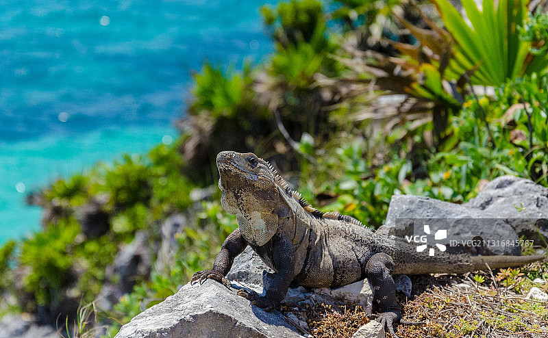 墨西哥海鬣蜥岩石特写图片素材
