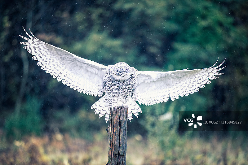 加拿大灰林鸮栖息在树枝上的特写图片素材