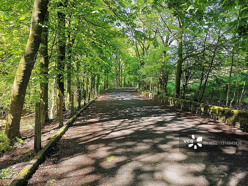 英国曼彻斯特奥尔德姆格林菲尔德水库森林中的空旷道路，树木林立图片素材