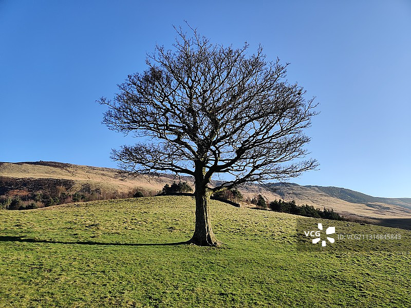 英国格林菲尔德晴空下的田野树木图片素材