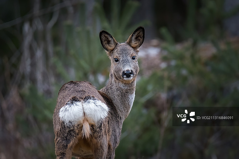在瑞典森林里，小鹿站立的 портрет（人像图）图片素材