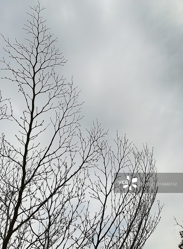 低角度视角：巴基斯坦伊斯兰堡天空下的裸树图片素材