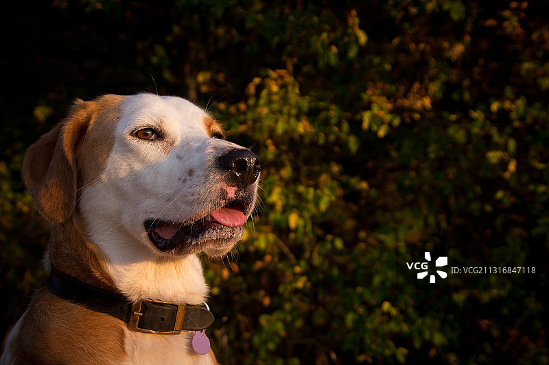 比格犬在西班牙比斯开植物背景下的特写图片素材