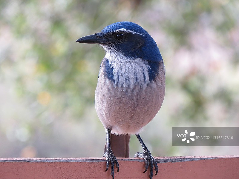 蓝松鸦栖息在栏杆上特写，地点：卡西塔斯湖，加利福尼亚州，美国图片素材