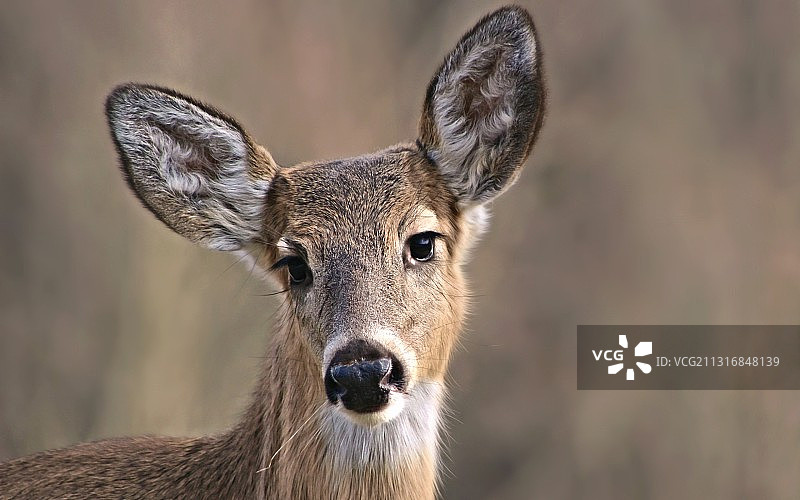 白人特写，美国西弗吉尼亚州洛根图片素材