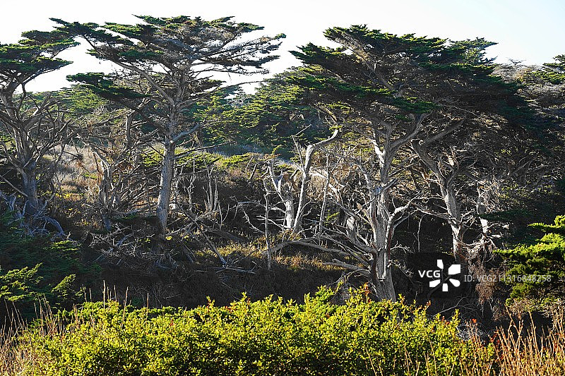 美国洛博斯角州立自然保护区森林中的树木图片素材