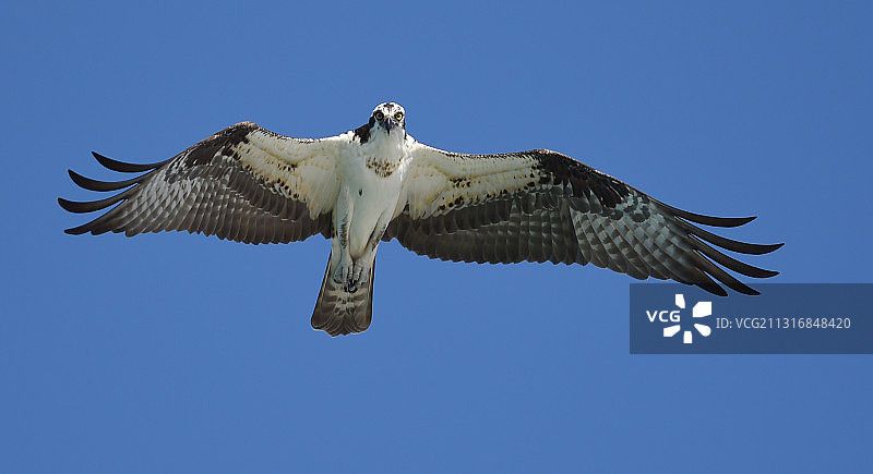 美国佛罗里达州博卡格兰德的鱼鹰在蔚蓝天空下飞翔的仰视角度图片素材