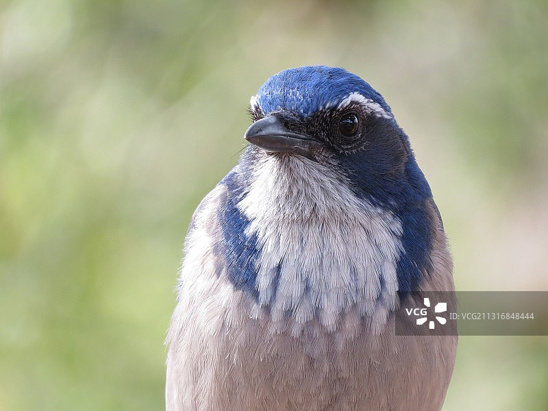 加利福尼亚卡西塔斯湖户外栖息的松鸦特写图片素材