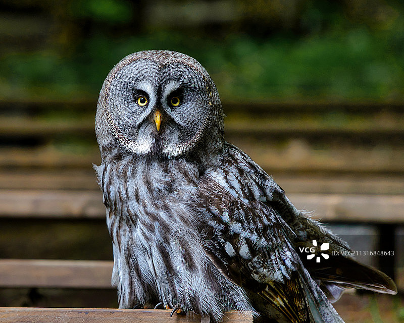 大灰猫头鹰栖息在木头上的特写，雷姆沙伊德，德国图片素材
