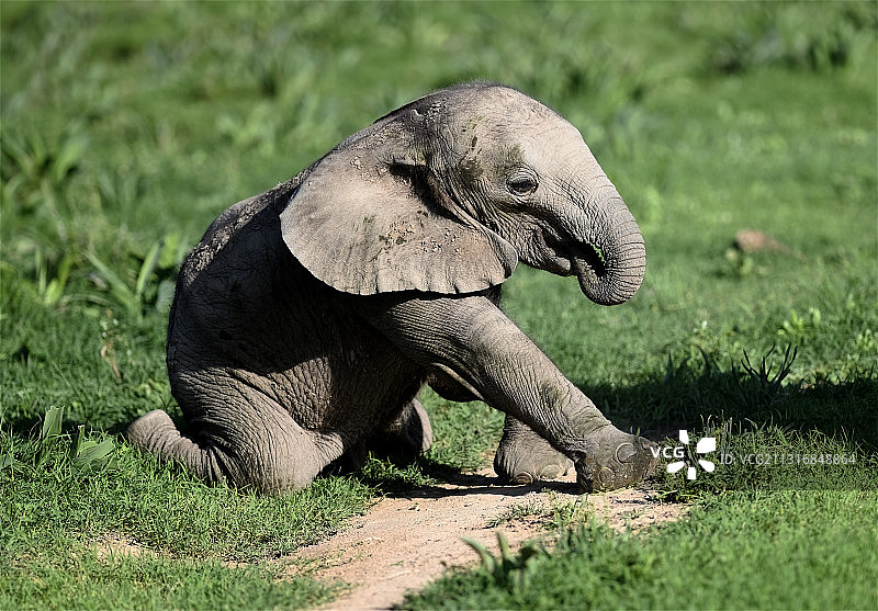 非洲象在田野上的侧视图图片素材