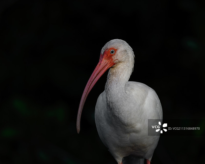 白鹮户外栖息特写，地点：美国佛罗里达州萨尼贝尔岛图片素材