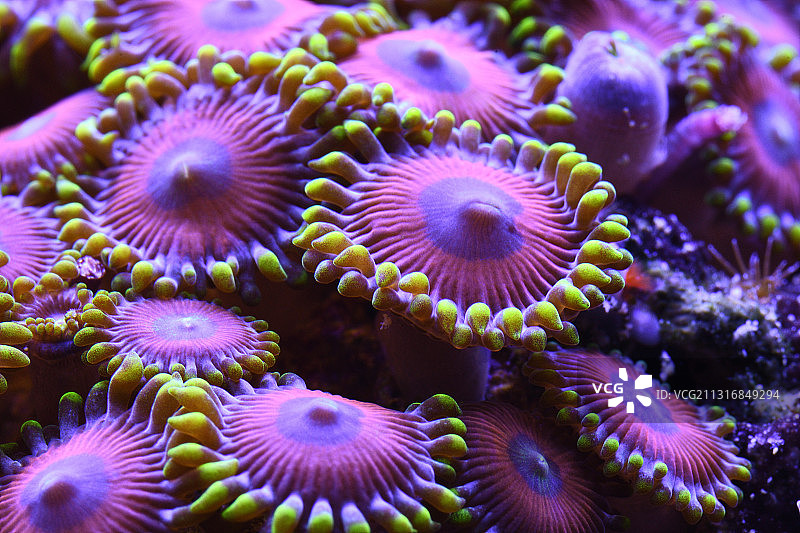 海中珊瑚的特写图片素材