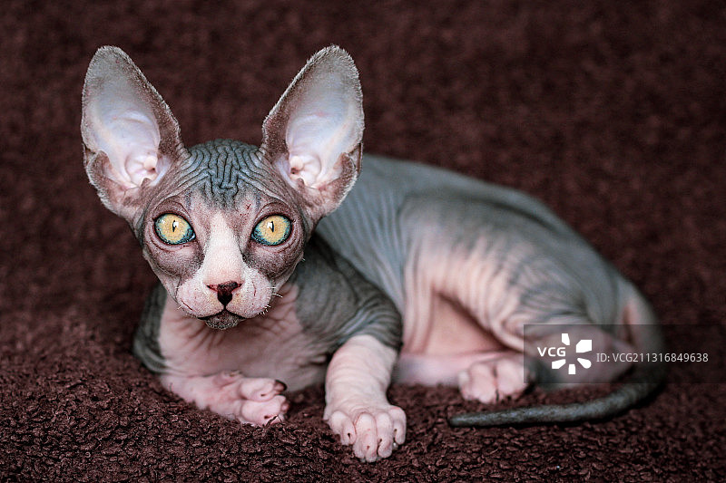 躺在地毯上的斯芬克斯无毛猫特写图片素材