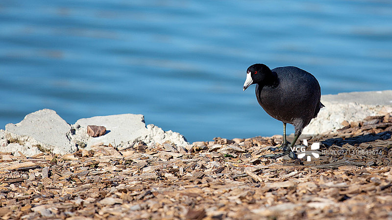 栖息在岩石上的骨顶鸡特写图片素材