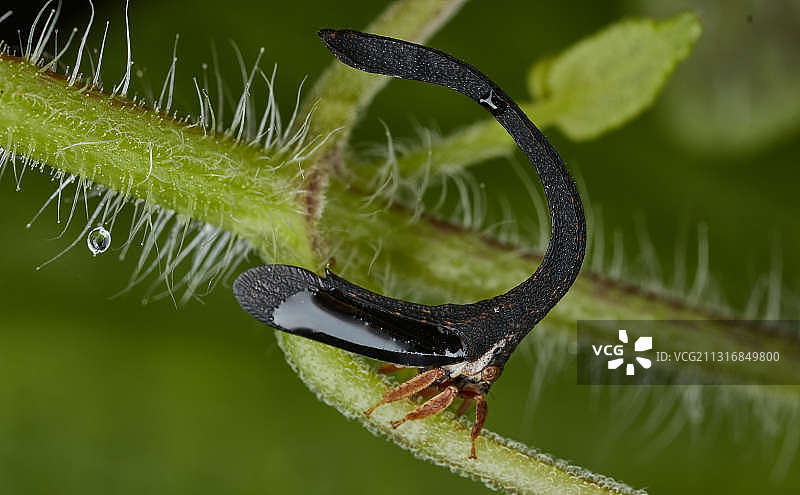 植物上的毛虫特写图片素材