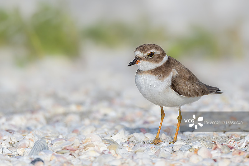 鸻鸟栖息于沙滩特写，美国佛罗里达州萨尼贝尔岛图片素材