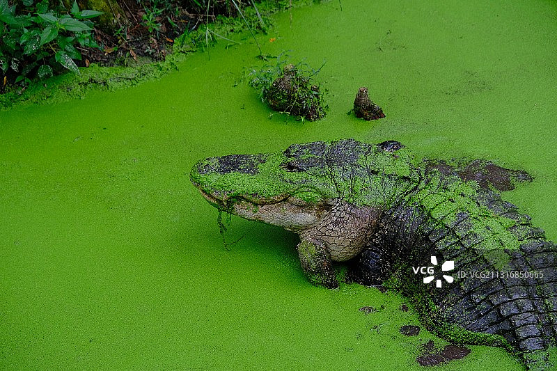 阿拉巴马州萨默代尔湖中的鳄鱼俯视图图片素材