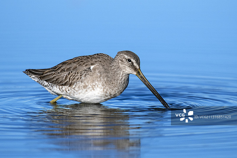 湖中水鹬特写图片素材