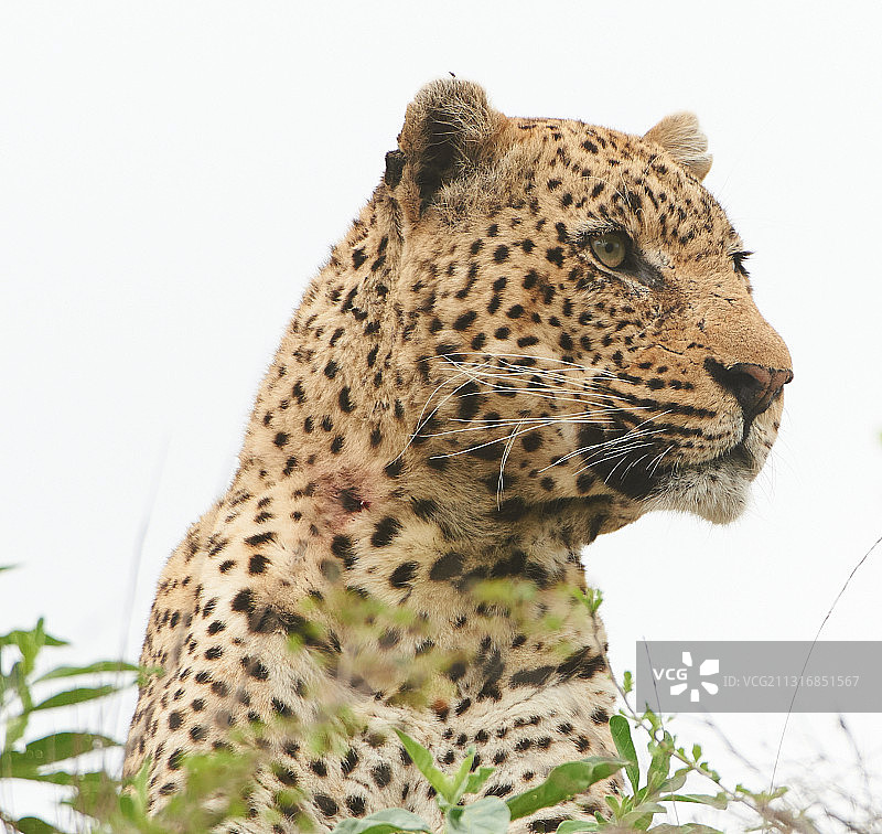 猎豹特写，南非萨比沙禁猎区图片素材