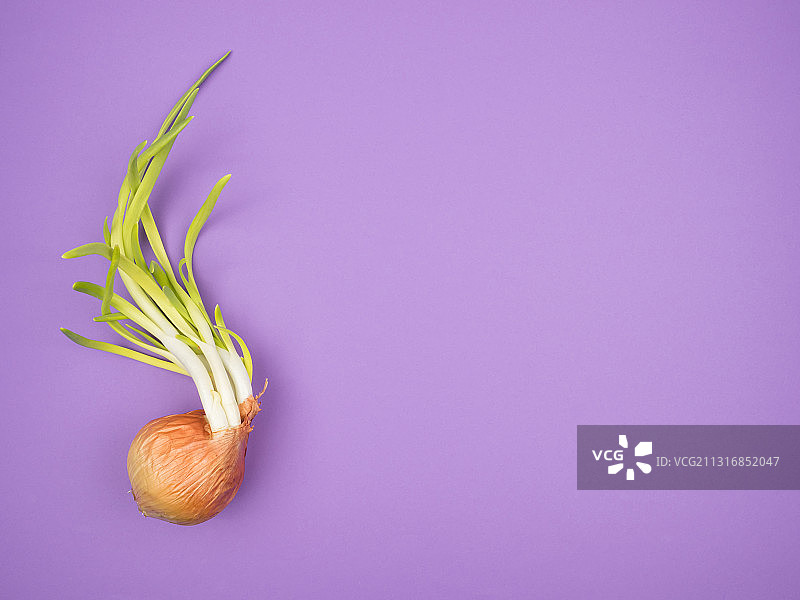 在紫色的背景下，从一个有机的绿色洋葱的球茎发芽图片素材