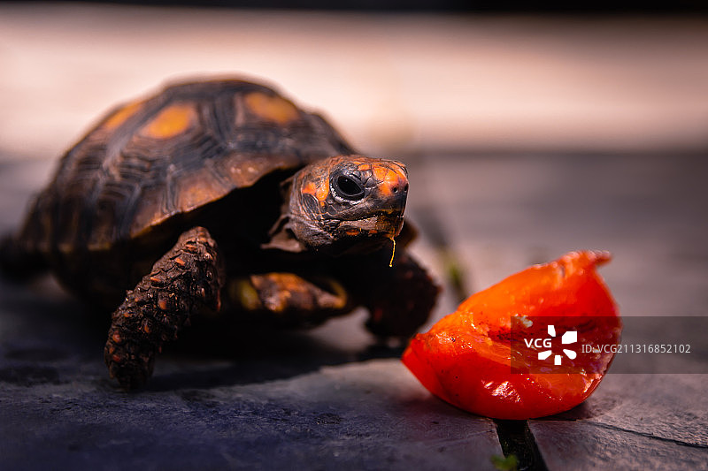 桌子上龟壳的特写图片素材